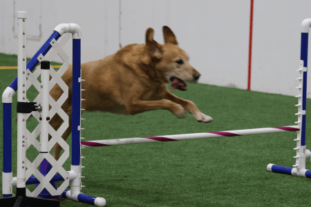 Dog Running An Agility Course