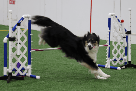 Dog Running An Agility Course