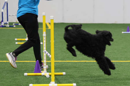 Dog Running An Agility Course
