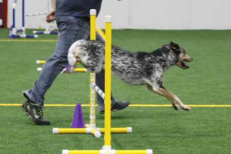 Dog Running An Agility Course
