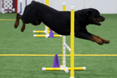Dog Running An Agility Course