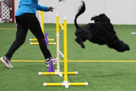 Dog Running An Agility Course