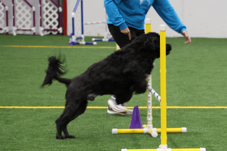 Dog Running An Agility Course