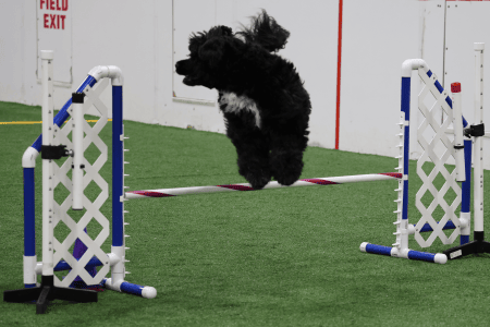 Dog Running An Agility Course