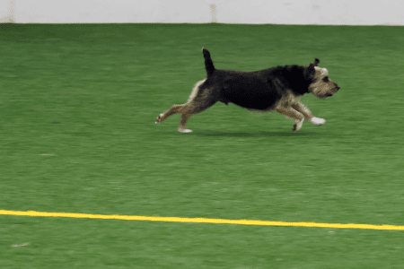 Dog Running An Agility Course