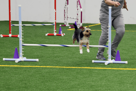 Dog Running An Agility Course