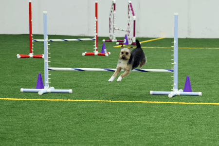 Dog Running An Agility Course