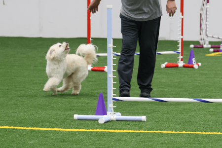 Dog Running An Agility Course