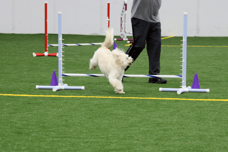 Dog Running An Agility Course