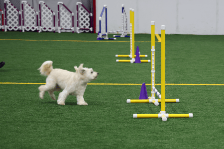 Dog Running An Agility Course