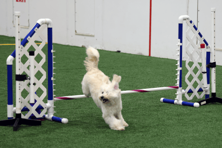 Dog Running An Agility Course