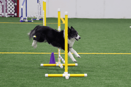 Dog Running An Agility Course