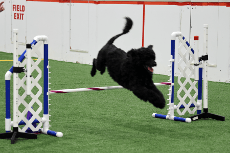 Dog Running An Agility Course