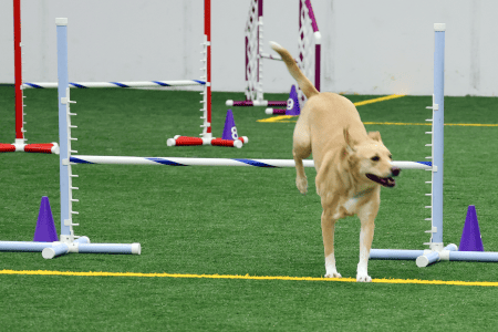 Dog Running An Agility Course