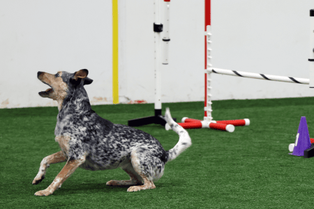 Dog Running An Agility Course