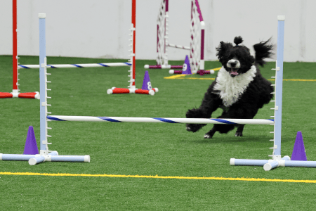 Dog Running An Agility Course