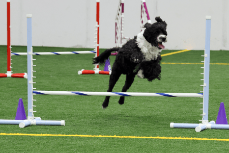 Dog Running An Agility Course