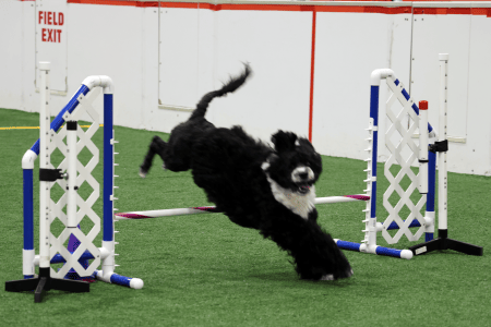 Dog Running An Agility Course