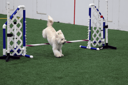 Dog Running An Agility Course