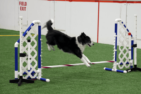 Dog Running An Agility Course
