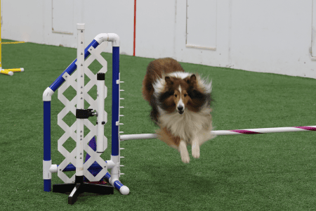 Dog Running An Agility Course