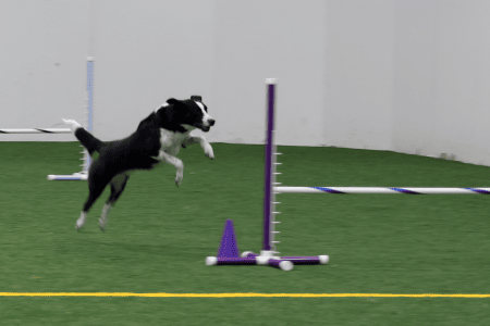 Dog Running An Agility Course