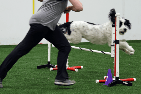 Dog Running An Agility Course