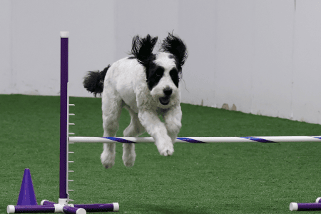 Dog Running An Agility Course