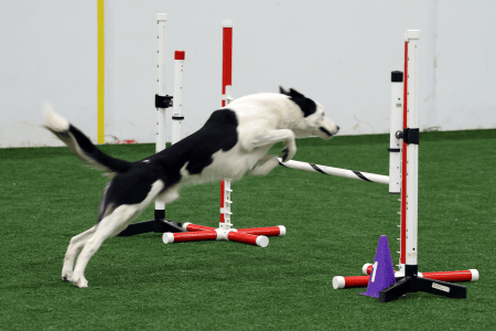 Dog Running An Agility Course