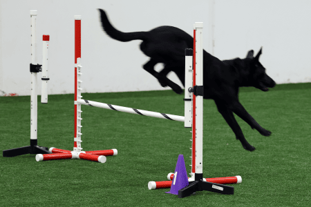 Dog Running An Agility Course