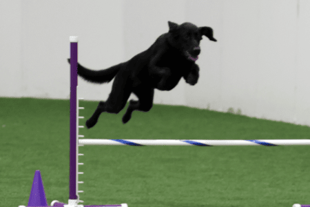 Dog Running An Agility Course