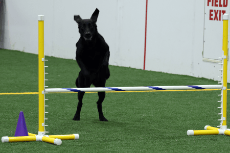 Dog Running An Agility Course