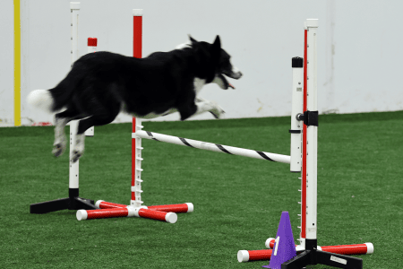 Dog Running An Agility Course