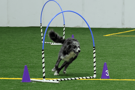 Dog Running An Agility Course