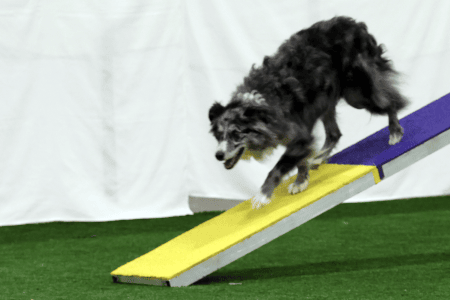 Dog Running An Agility Course