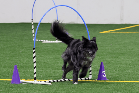 Dog Running An Agility Course