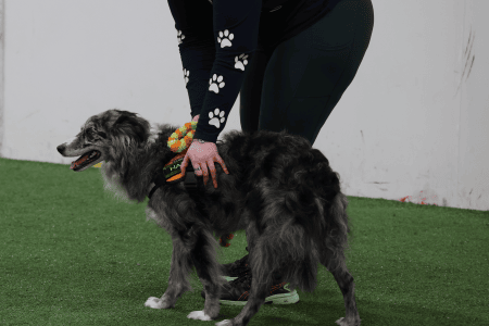 Dog Running An Agility Course