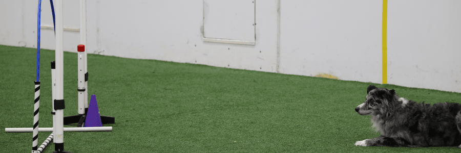 Dog Running An Agility Course