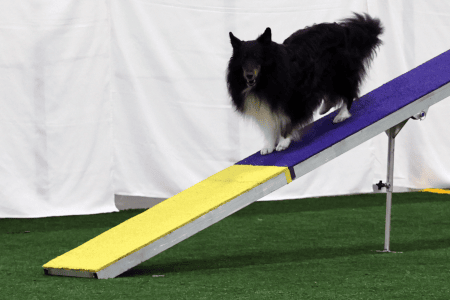 Dog Running An Agility Course