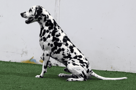 Dog Running An Agility Course