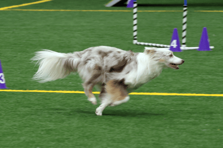 Dog Running An Agility Course