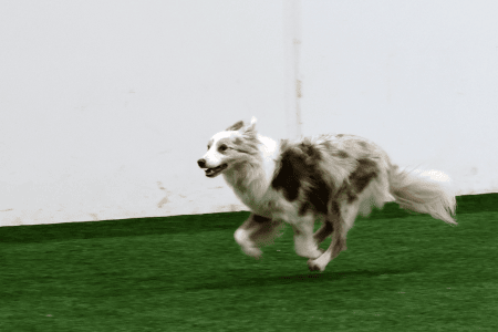 Dog Running An Agility Course