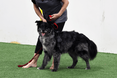 Dog Running An Agility Course