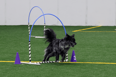Dog Running An Agility Course