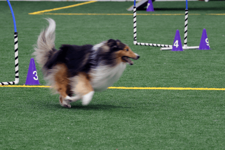 Dog Running An Agility Course