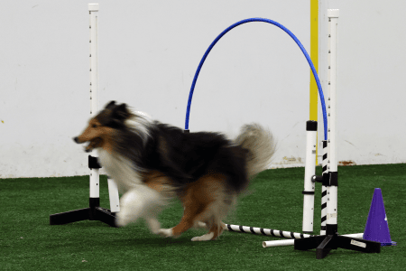 Dog Running An Agility Course