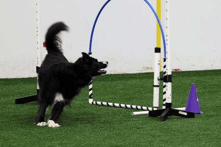 Dog Running An Agility Course