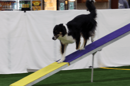 Dog Running An Agility Course