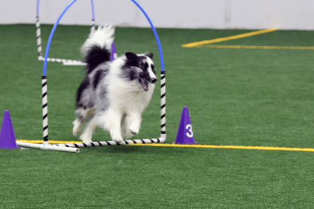 Dog Running An Agility Course