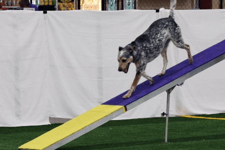 Dog Running An Agility Course